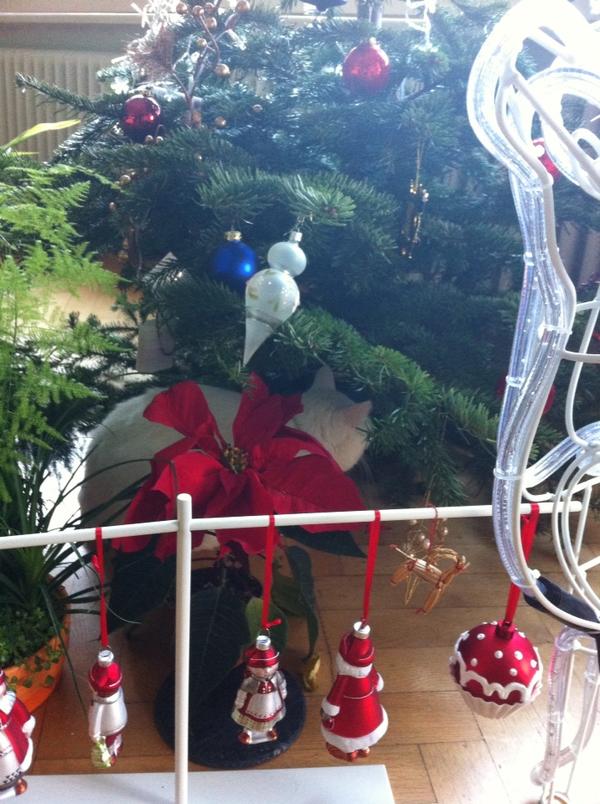 YYQ2012's tweet image. a kitty under the Christmas tree . R u the gift?