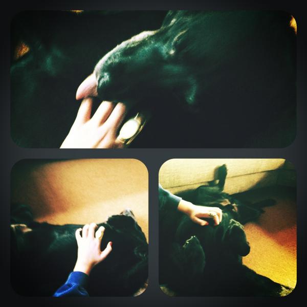 Ashaleeen's tweet image. Well I don't know about you... but he looks happy that I'm having a break from revision! #fussed #cutie