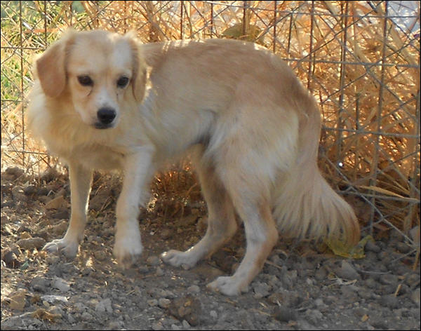 DogRescueGreece tweet picture