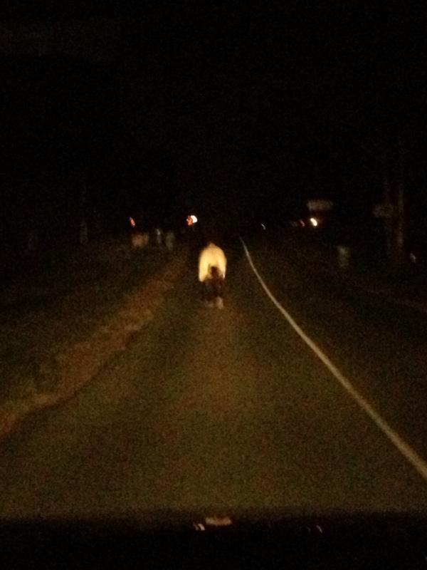 GarethColledge's tweet photo. Go home horse. You're drunk. #HorseThinksItsACar http://t.co/Wfbhvj0l