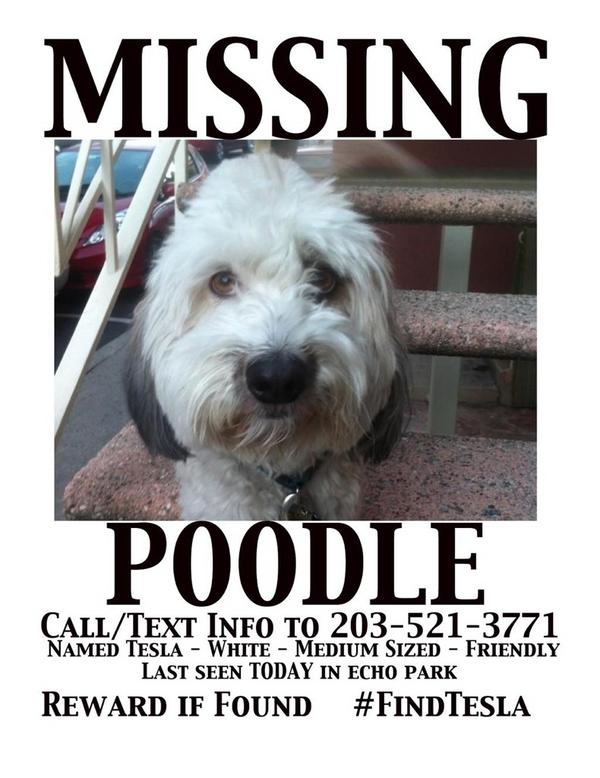ScottMGimple's tweet photo. LA peeps; as you're out in revelry, keep yer eyes peeled for this missing pooch! Get yer NYE Ace Ventura on! #FindTesla http://t.co/NI2DVFfK