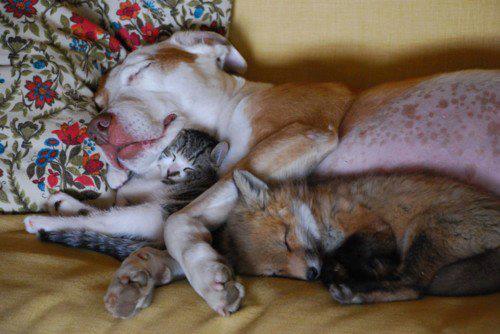 karen_hackett's tweet image. this dog likes sleeping with a kitten, a fox &amp;amp; a puppy