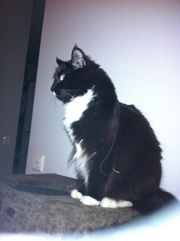 MaritaChanson's tweet photo. Mitt nyårssällskap är med och räknar in det nya året med Jan Malmsjö och Ring klocka ring.. Gott Nytt År http://t.co/L6guz3PR