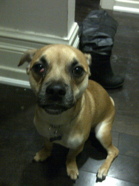ZeppelinDog tweet picture