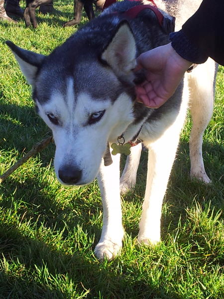 aladyinlondon's tweet image. Just met this adorable sled dog at #Dogmanay in Edinburgh. Perfect start to the new year!