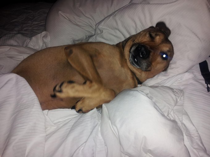 LOL .. Wait.. Ya okay he is really #spoiled too haha #goodmorning #Tilt .. Now if I could just get him<a href="/tag/spoiled"class="tags">#spoiled</a><a href="/tag/goodmorning"class="tags"><span>#goodmorning</span></a><a href="/tag/tilt"class="tags"><span>#tilt</span></a>