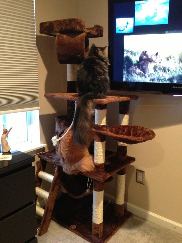 jeffrey_pritt's tweet photo. @cindypritt #kittypics Check out the new cat condo http://t.co/VLjsQRm1