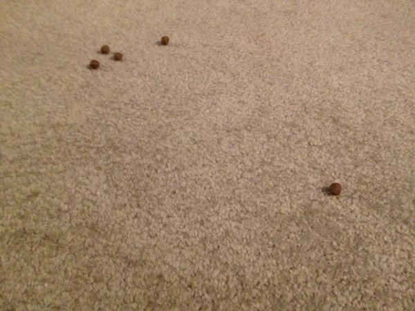 MaxDamnit's tweet image. New Year, same #YuckNuggets 

I call this constellation Gluteus Maximus PainInTheTookus #WoofDa