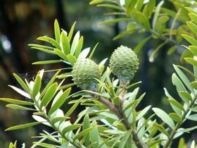 NZPlant's tweet photo. NZ's favourite native plant for 2012 is kauri (Agathis australis). Check out all the results at http://t.co/ZH7GLNnD http://t.co/hJ1nQz4Z