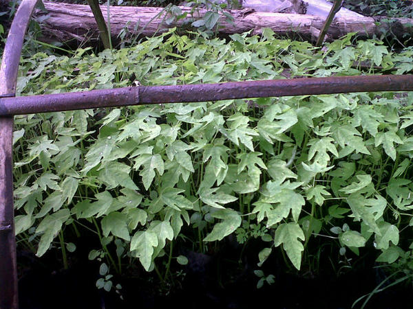 imcaceh's tweet image. Sedia bibit pepaya madu