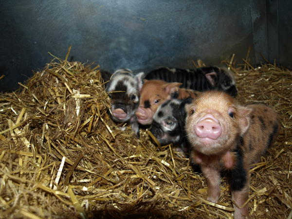 NTSouthWest's tweet image. These 5 kune kune piglets at Kingston Lacy need names! Can you help? Tweet your suggestions by 5pm Friday #KLpiglets