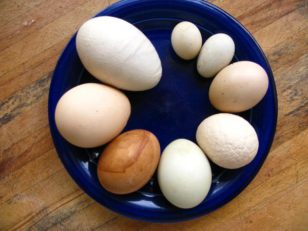 BurnsByProxy's tweet image. Variation in chicken eggs. Colour/size/texture. #NatureisCrazy.