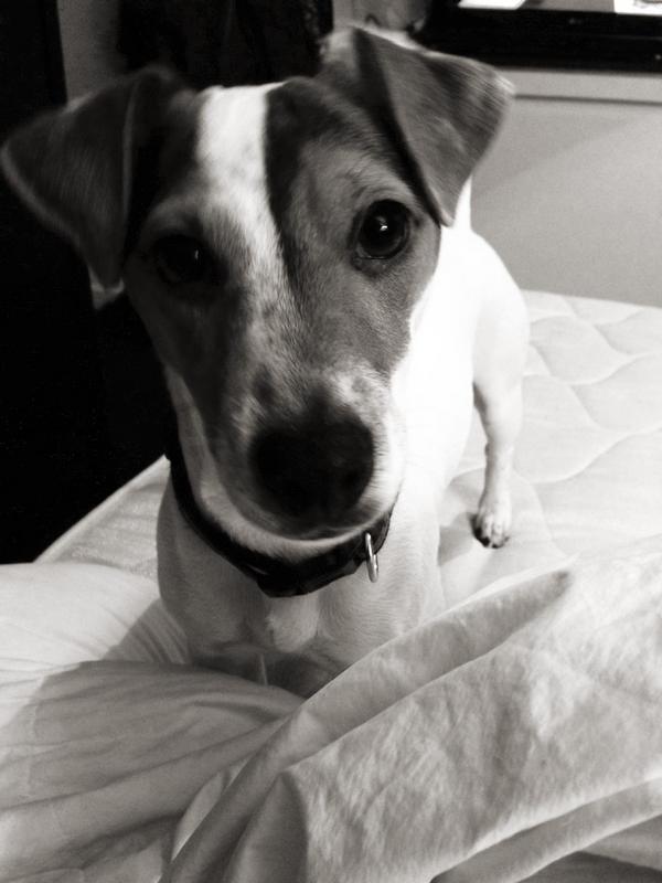 amystubbs's tweet photo. I don't know what my dog has eaten but the biproduct is not nice! Always so innocent looking @SurrealStubbsi @EmmaPigs http://t.co/PIxPPP9f