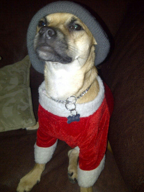 ZeppelinDog tweet picture