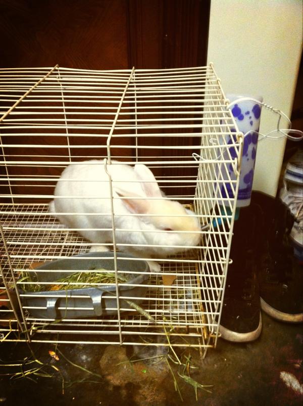 HeyRJ28's tweet photo. This rabbit has serious drinking problems. Been drinking water for 3 min. straight. #WhatTheHell http://t.co/eSVpPJ1C