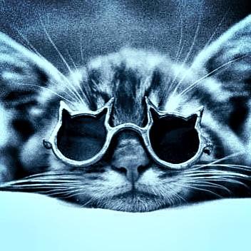 RainbowBio's tweet photo. One cool ass cat http://t.co/E9bed5zA