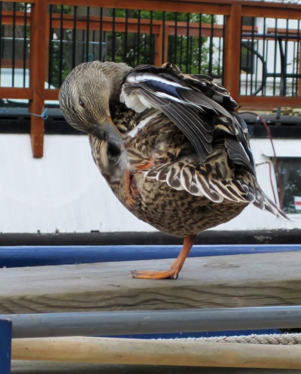 BritTitch's tweet photo. The next door Neighbour ( well..for this morning anyway ) http://t.co/xrQeobuB