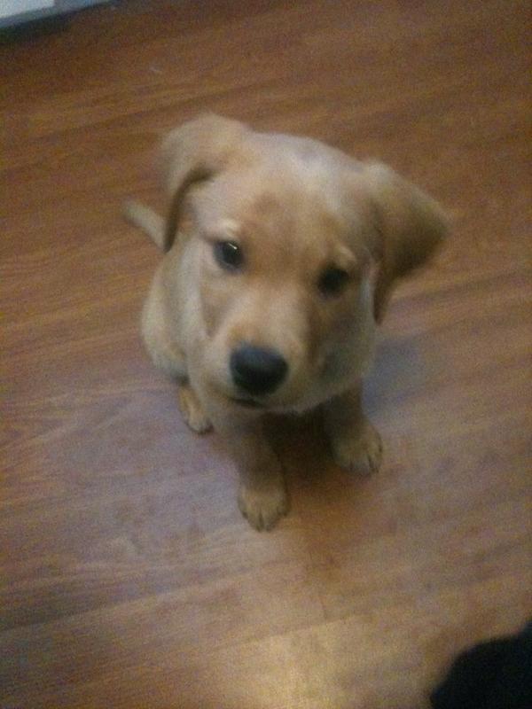 erinmauch's tweet image. This little monster keeps biting my face. Ugh!! #dogwalkerproblems #ouch