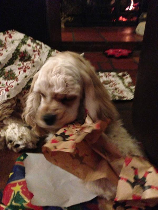 JuniDog's tweet photo. How I spent my Christmas vacation. http://t.co/mDSNbe9n