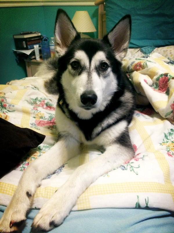 lyssavroll's tweet image. #mybaby #husky #9mos