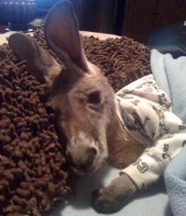 open this picture of a baby kangaroo in pyjamas and feel your mood instantly change