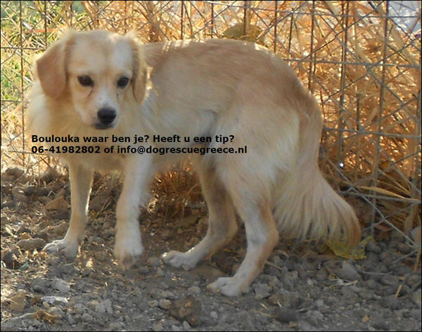 DogRescueGreece tweet picture