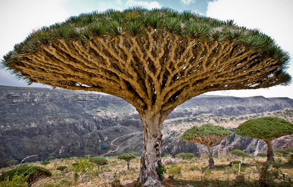 Resultado de imagen de canary island tree