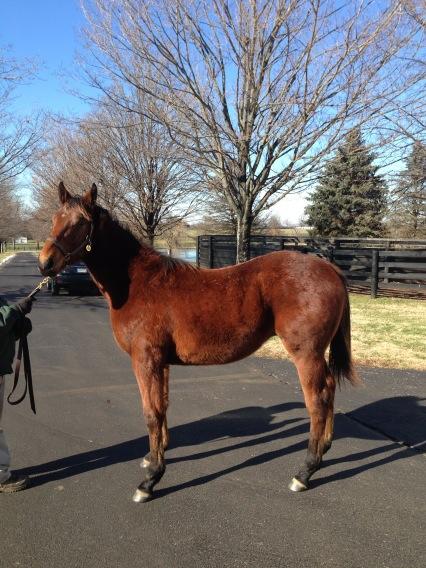 JustinZayat's tweet photo. Pioneerof the Nile- littleprincessemma colt. I love this guy!!! @vinerystud #strongboned #watchout @jazz3162 http://t.co/coek8bub