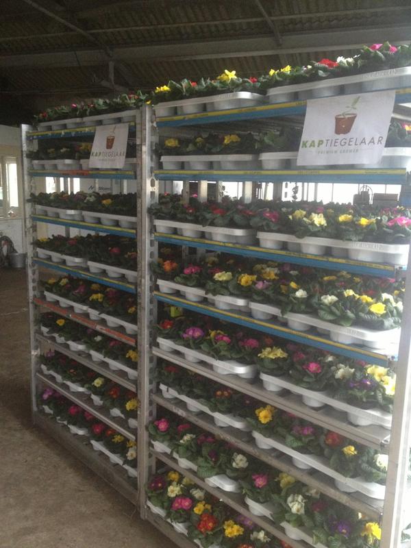 Jaja maandag de eerste 2 karren Primula Acaulis voor de klok Naaldwijk