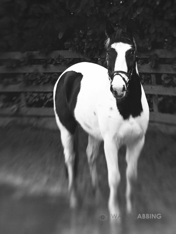 WandaAbbing's tweet photo. Mr. Macho #horse http://t.co/ZYHwKJqc