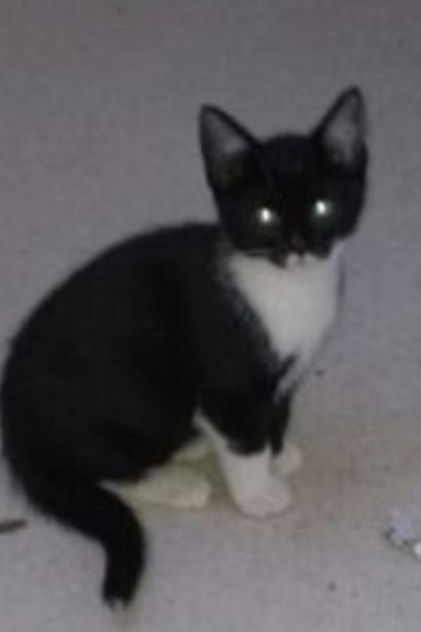 Katertje 'Ko', 10 wk oud, zoekt personeel! Helemaal gratis en komt met strik! Wie heeft er een plekje voor dit schatje?