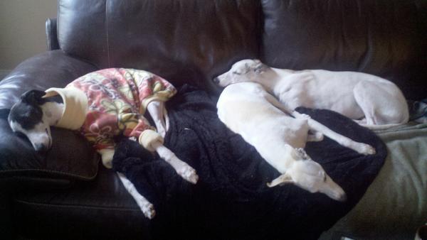 FifiWhippet's tweet image. TGIF...Thank God it&apos;s Fifi!!!