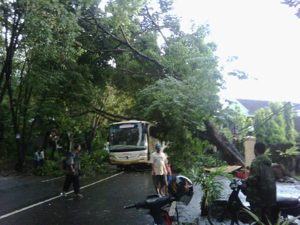 Jln imam bonjol denpasar,ad bis ktimpa pohon, mnding jgn lewat sna