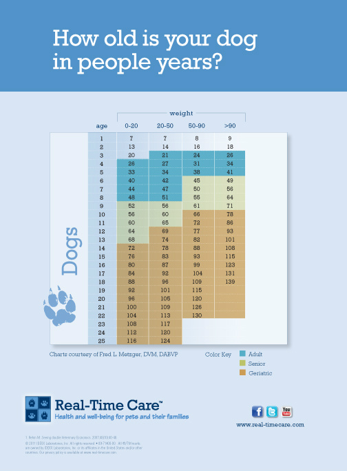 Senior Dog Age Chart