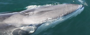 CapeWhaleWatch's tweet photo. A rare look at a fin whale calf this week. This young whale will grow to be the second largest animal on the planet! http://t.co/SNgCtJGd