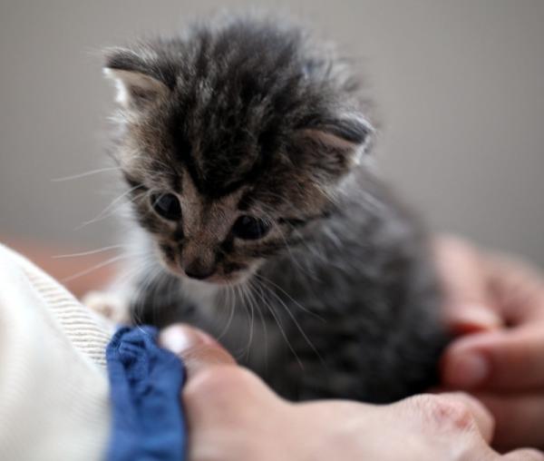 Found this lil' fella in a pile of fiberglass in an abandoned building. Kerhonkson is our current name.