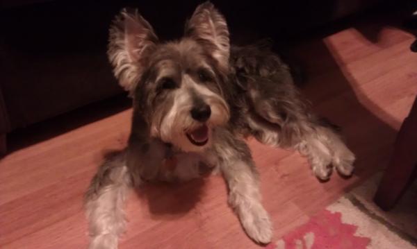LouiPup's tweet photo. Got a haircut today http://t.co/OvH4vKOk