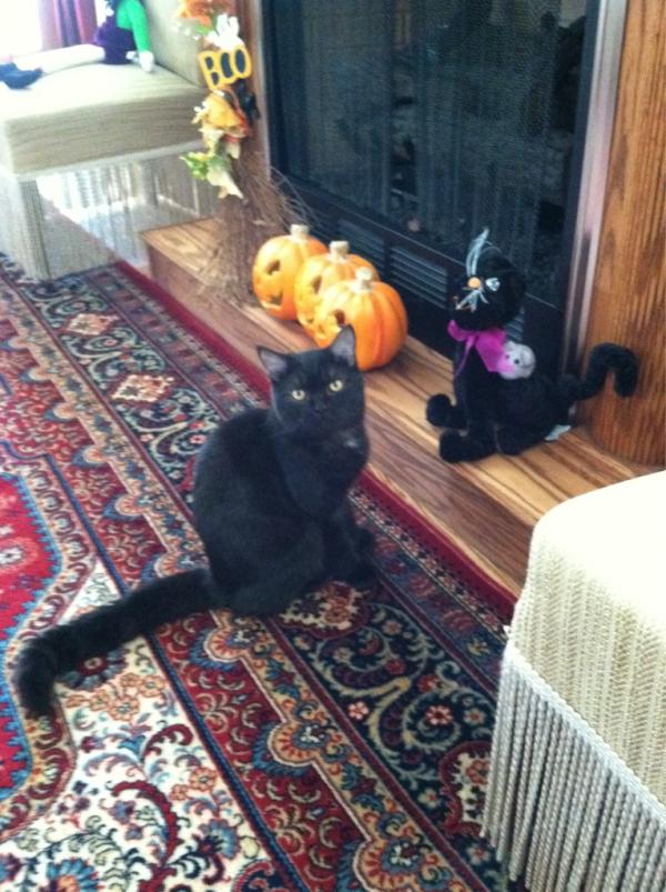 BernieDaCat's tweet image. Chillenn. Where u been homie???