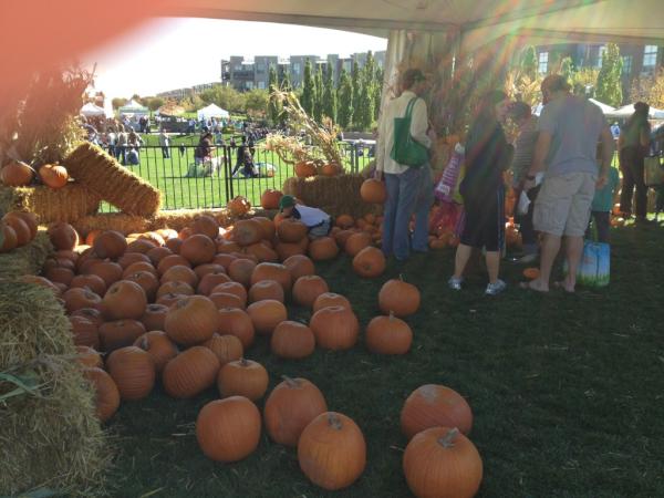 StapletonX's tweet image. Got our pumpkin at #Stapleton farmers market