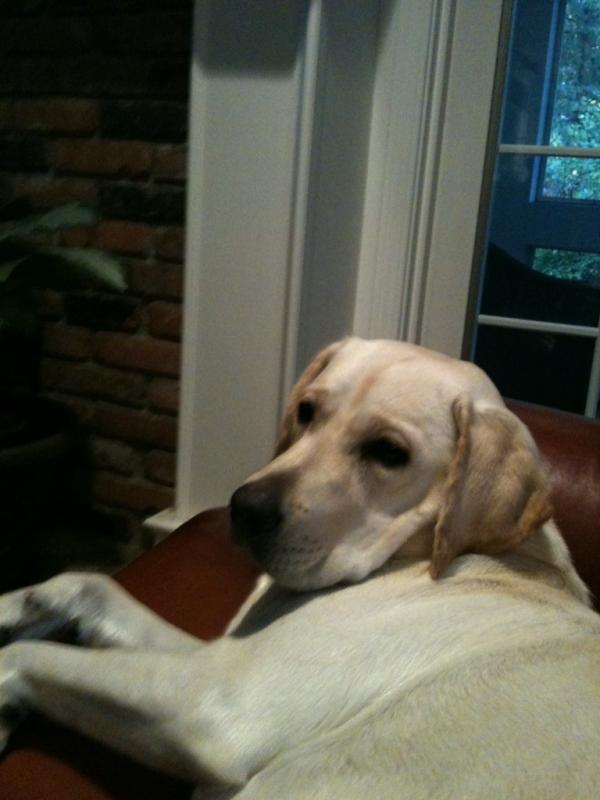 LabReports's tweet image. I wonder how my fantasy team is doing...I&apos;m too comfortable to go check. I&apos;ve got to get a smartphone!