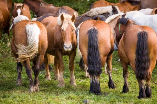 VisitElRipolles's tweet photo. Next Thursday, "Tria de Mulats": the "Horse's Choice Festival"  in Espinavell #valldecamprodon #ripolles #inPyrenees http://t.co/dCHHv0XM