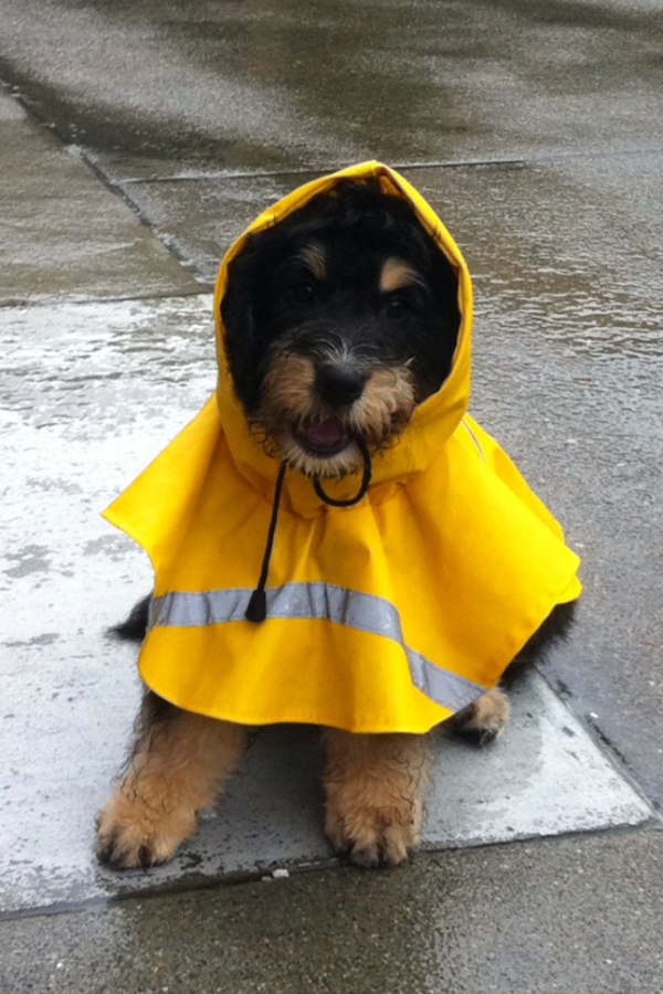 PixelMorin's tweet photo. Thanks to @kevinhartz and @juliahartz for my awesome new rain coat. It kept me warm and dry today in SF! http://t.co/z2QIPTZL