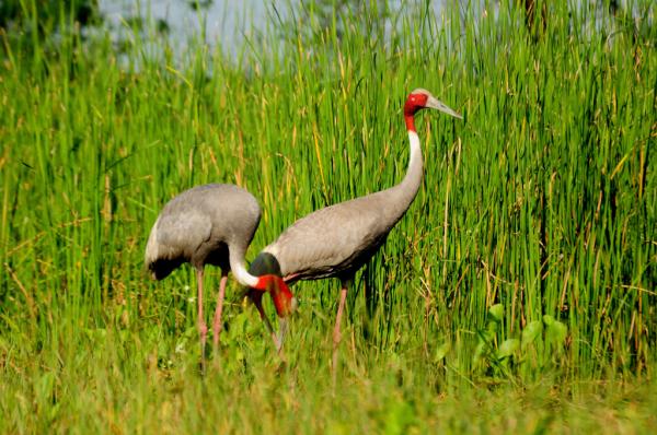 Mr and Mrs Sarus : Made for each other :)