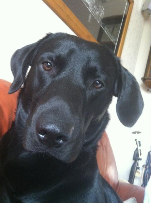 BenCutting's tweet photo. Woof!! :) http://t.co/iYa54O19