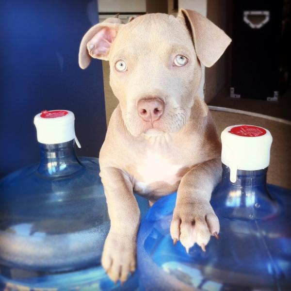 JHuffman91's tweet photo. Dogg pound http://t.co/IrPJGytI
