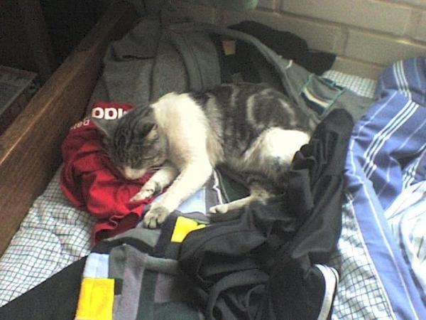 pravusnominal's tweet photo. @joacopavez x casualidad has visto  éste gato? Está desaparecido hace 3 días. 5 años mañoso grande macho y peleador http://t.co/X2boJ4D8