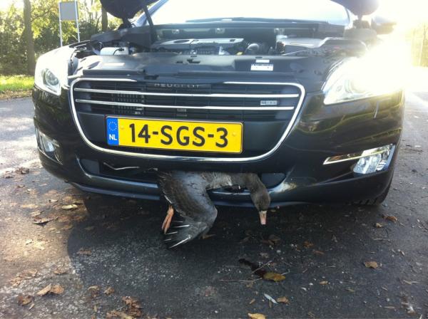 #Ganzenlever? Dat was een harde klap!!