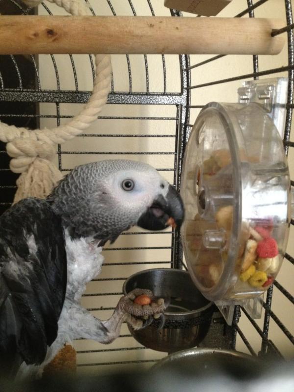 NaughtyOscar's tweet photo. Forging toy filled and I've been showered can only mean mummy is going out to buy me some new toys for my new cage :-) http://t.co/NXvgK8sZ