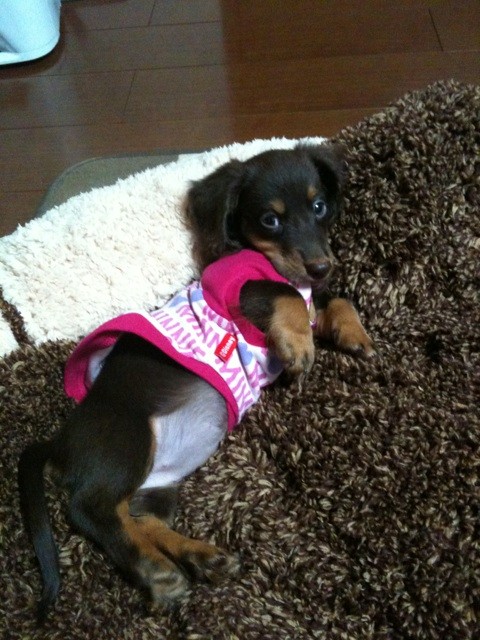 cubism1004's tweet photo. おいらの��犬（クルミ）
成長がはやいね〜(￣▽￣) http://t.co/34p00PCq