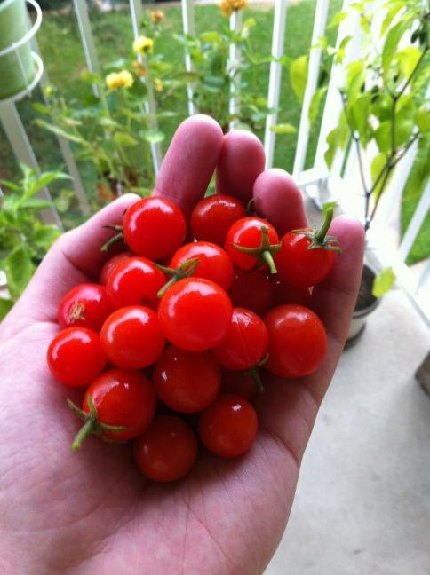 mrkengos's tweet photo. Last harvest ... First snow. http://t.co/U1yRhkF